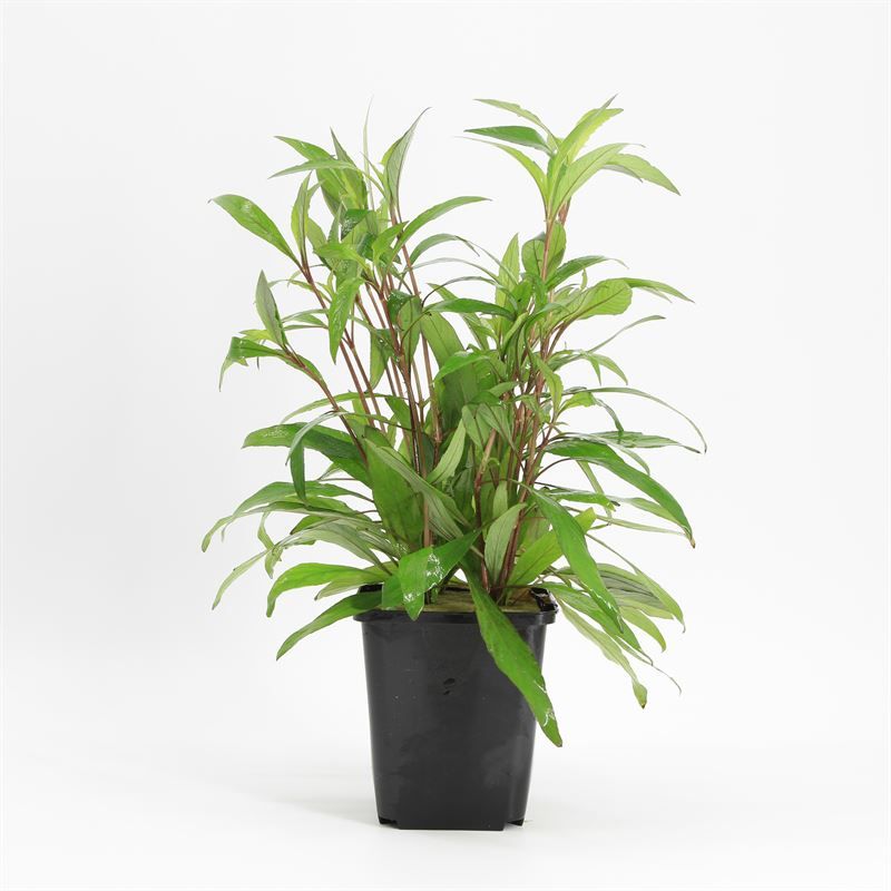 Hygrophila angustifolia