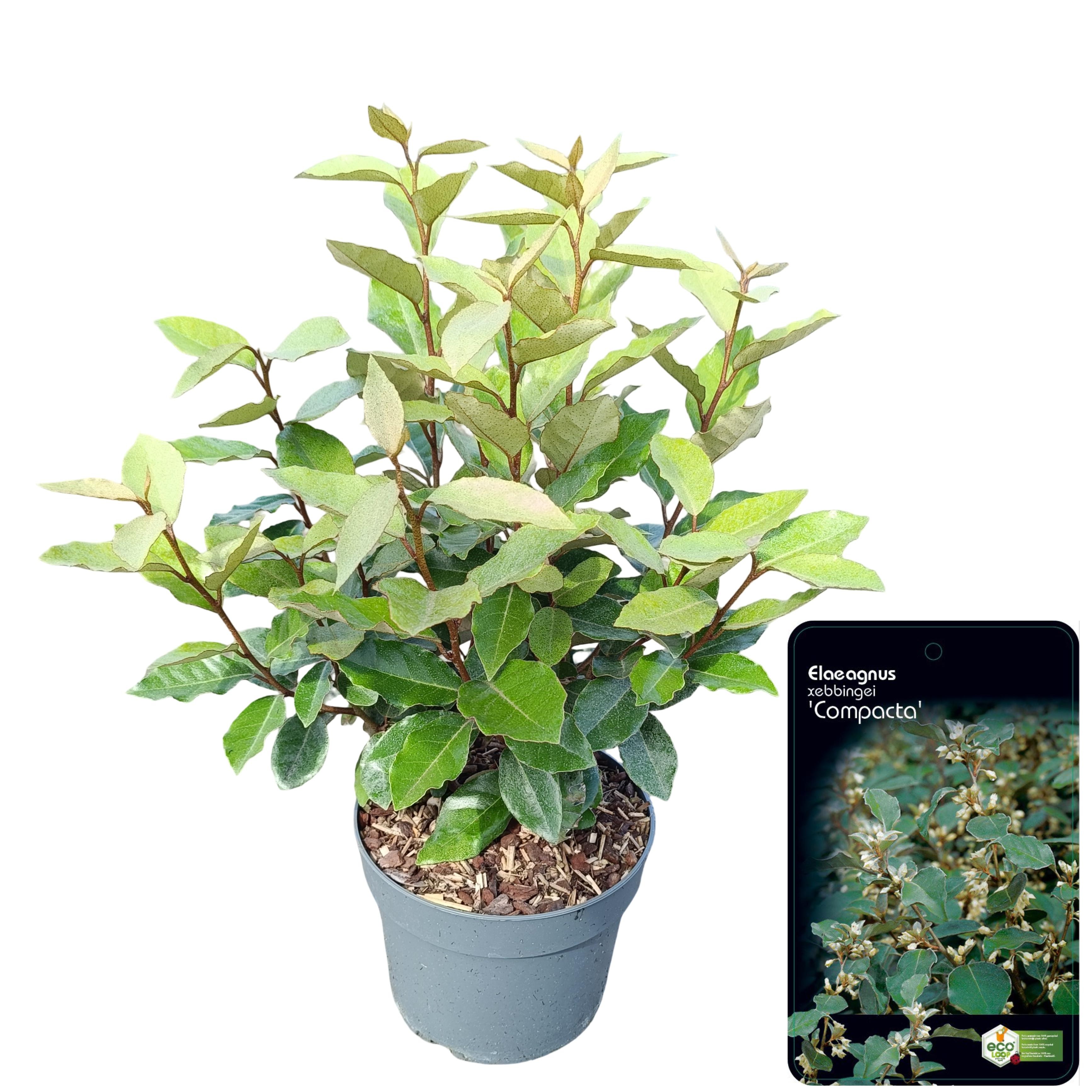 Picture of Elaeagnus ebbingei 'Compacta' C2