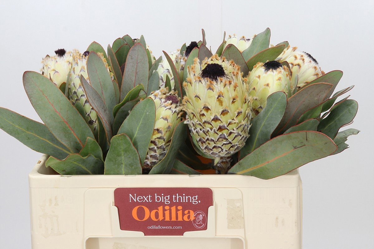 Protea M Ice Queen