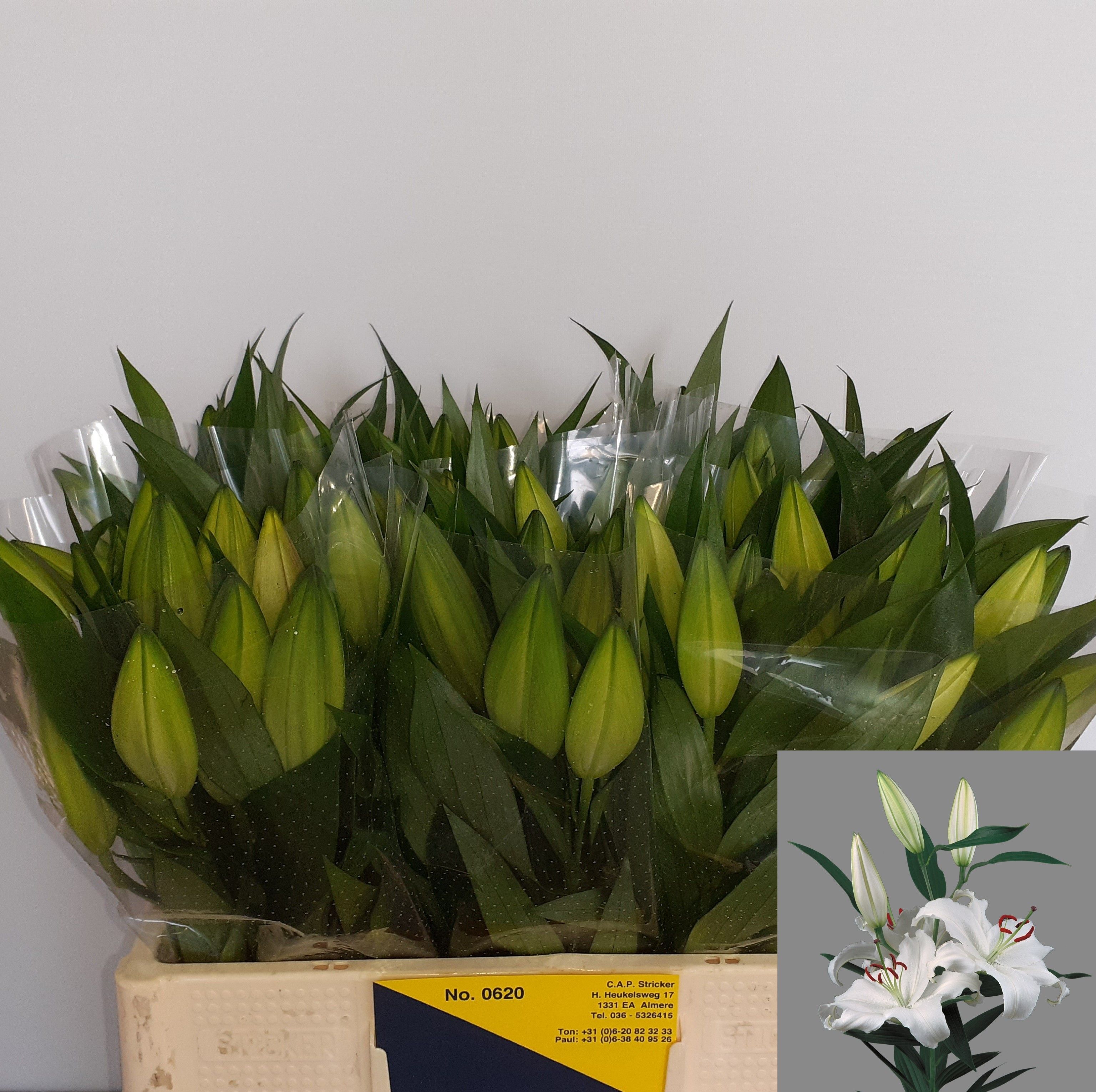 Lilium Ot Zambesi 50cm 2/4bl