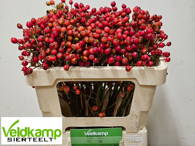 Rosa Mag Autum Glory 50cm