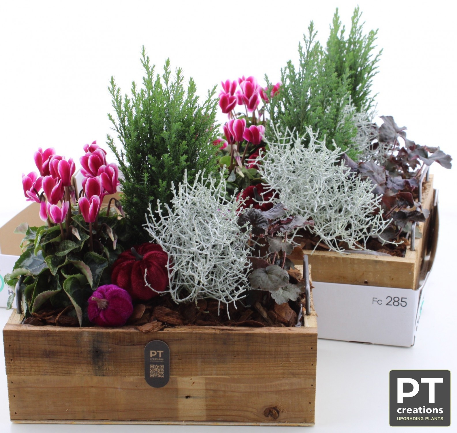 Arr Tuinplanten 30P 39cm 22bloei