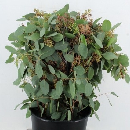 Euc Ov Blad Bs 65L.cm 300gram