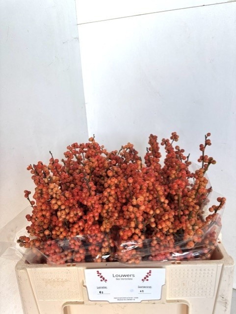 Ilex Winter Gold 50cm