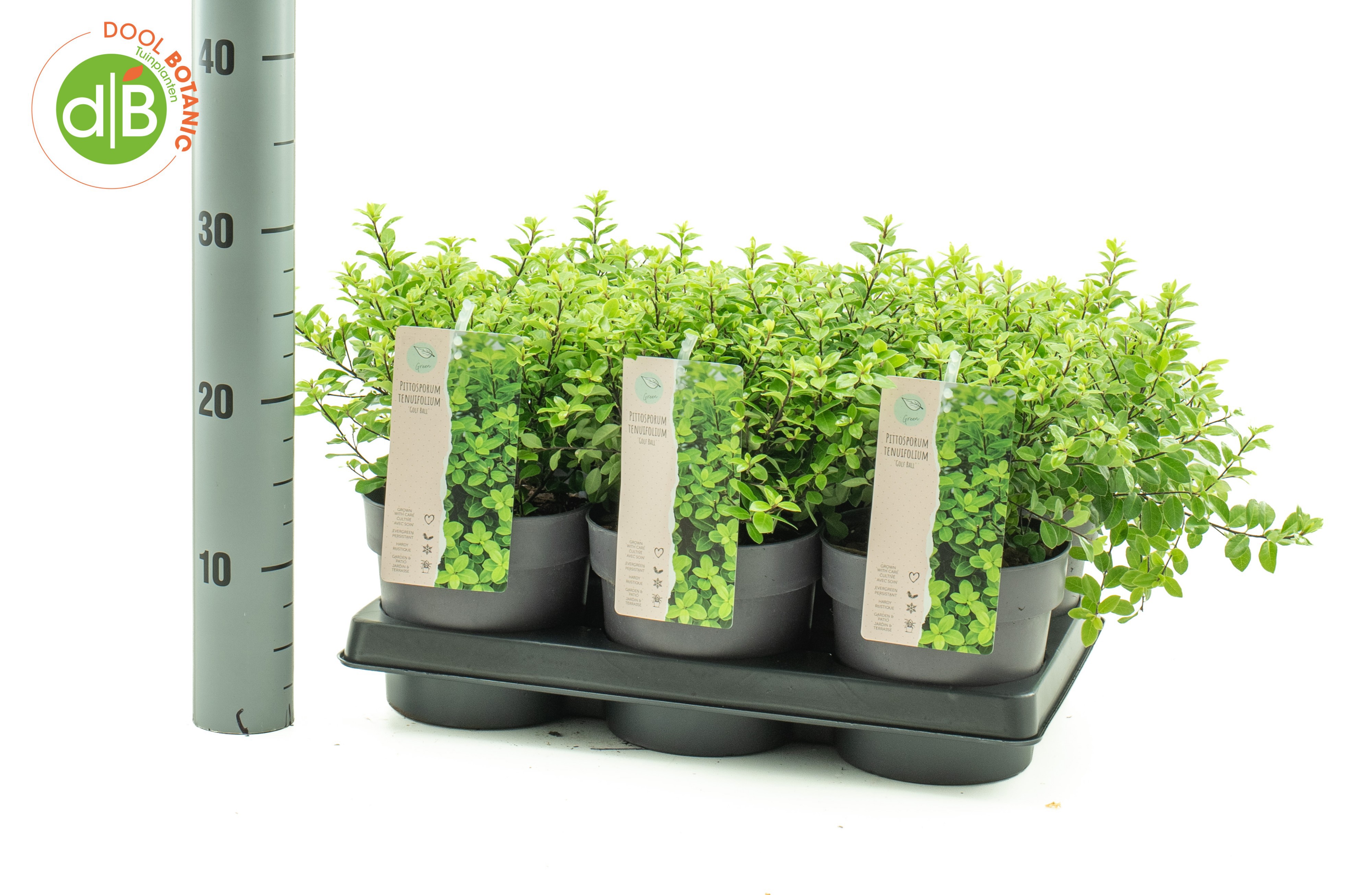 Pittosporum tenuifolium 'Golf Ball'