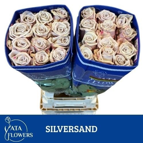 Rosa 70cm