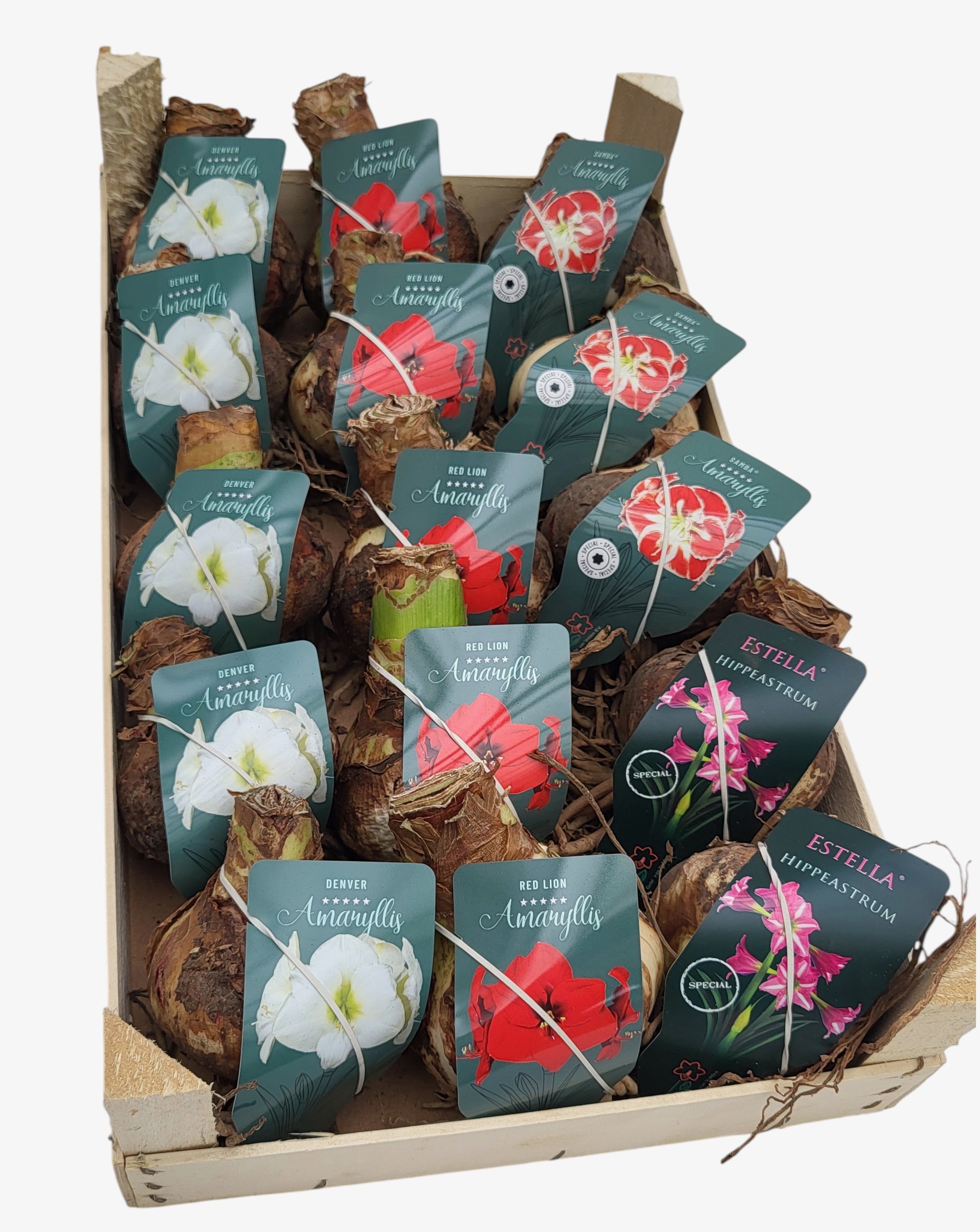 Hippeastrum mix droge bollen in houten kistje