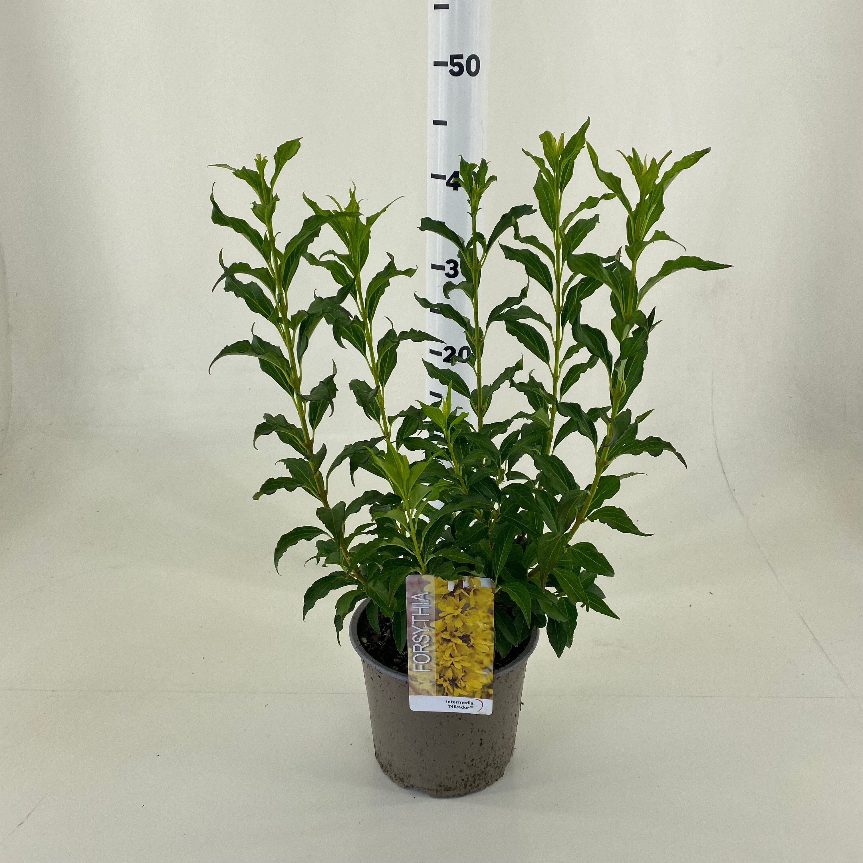 Picture of Forsythia intermedia Mikador P19 (3 Ltr)