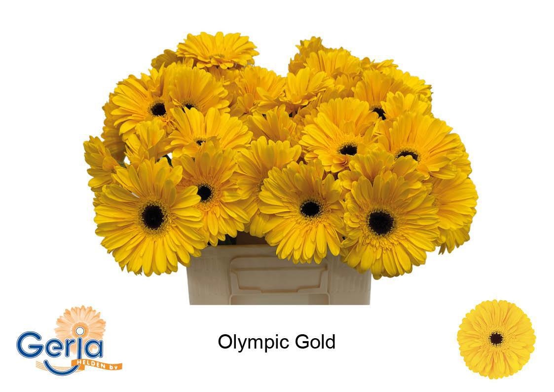 Gerbera Olympic Gold