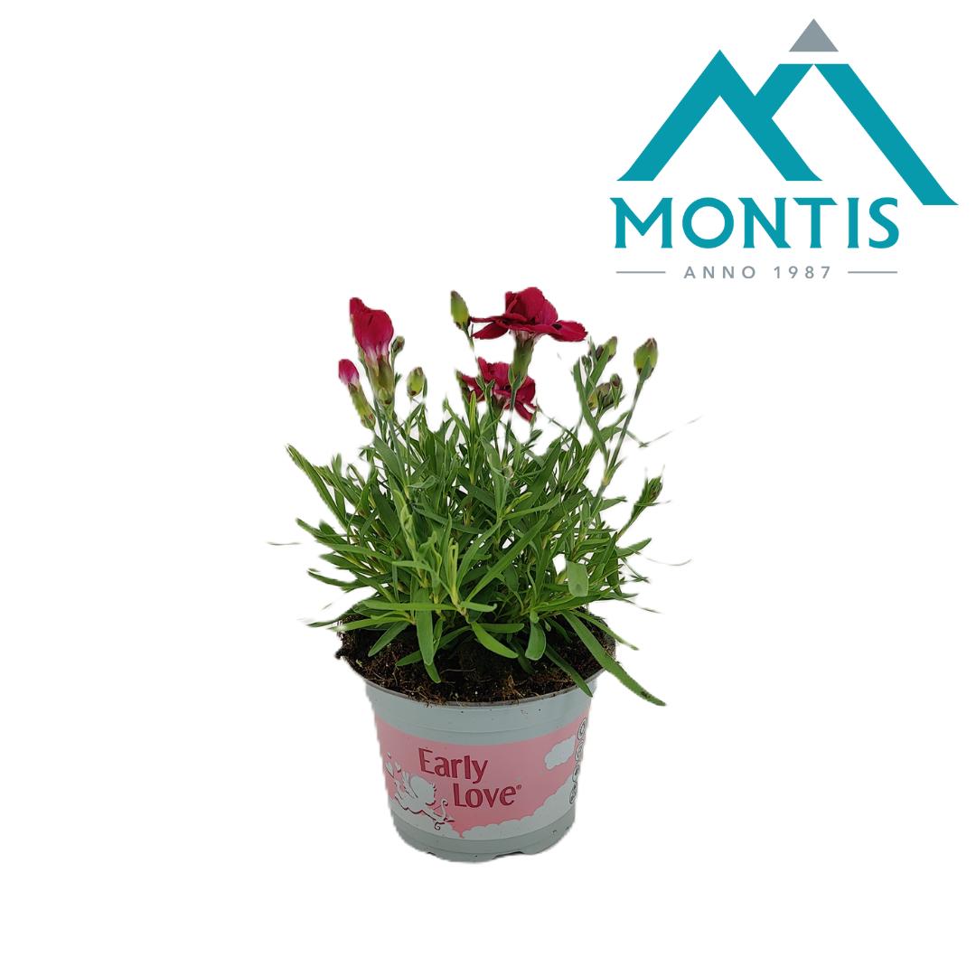 Picture of Dianthus Early Love P10.5