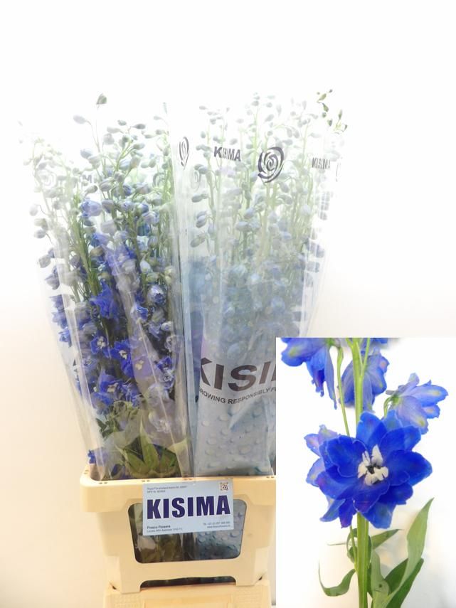 Delphinium Double Blue Candle 90cm