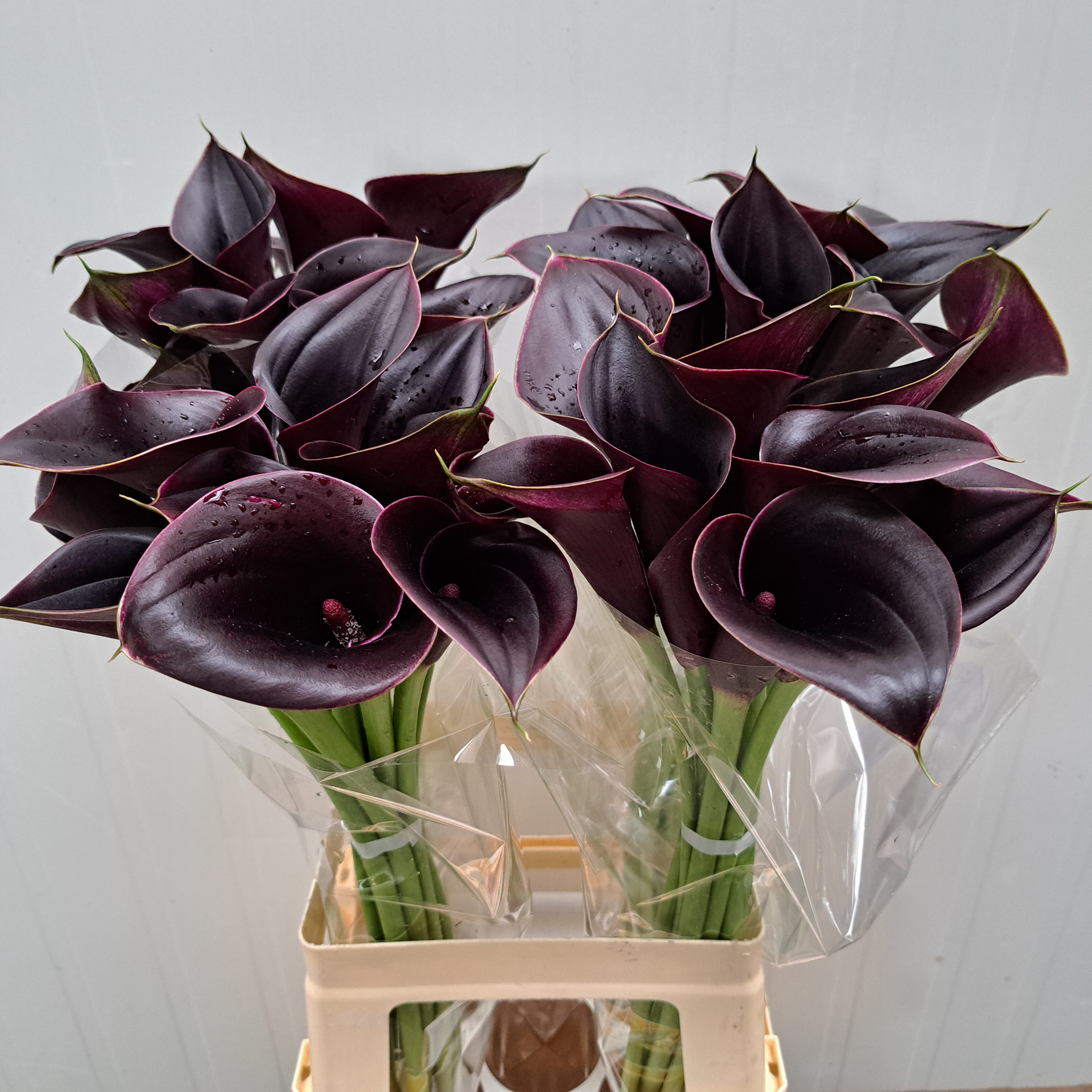 Calla Odessa 70cm