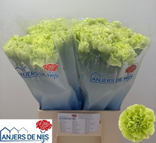 Dianthus St Celtic Green 60cm