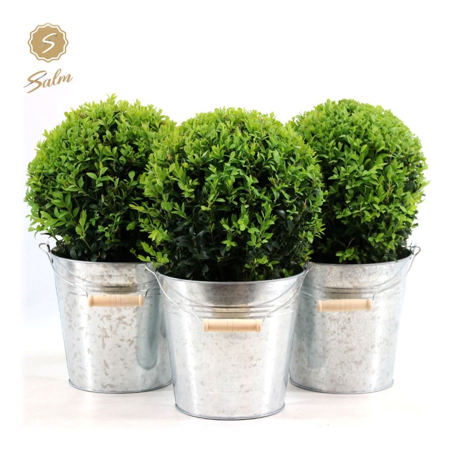 Picture of Buxus semp. Ball Ø20cm P17 in Zinc Old-Look