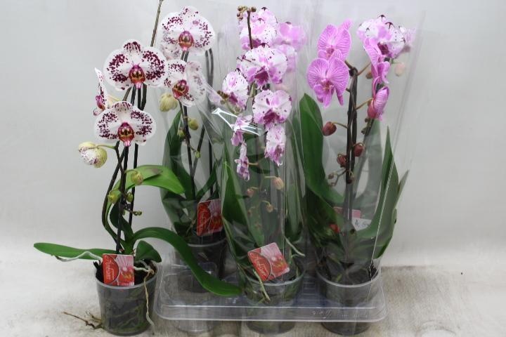 Phal El Cascade 12P 45H 1TAK 6bloem 23bloei