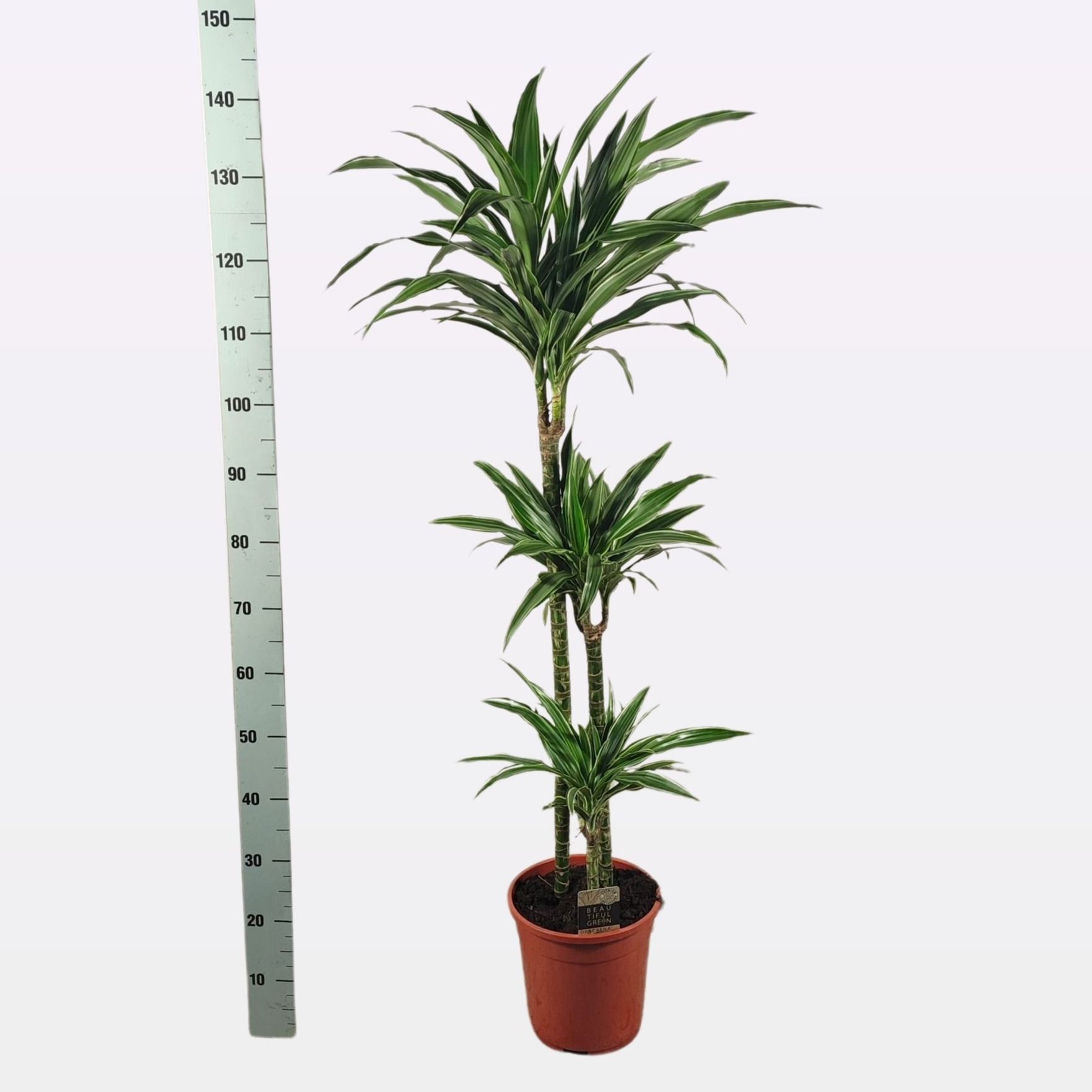 Dra De Warneckei 24P 145H 3stek 2kop