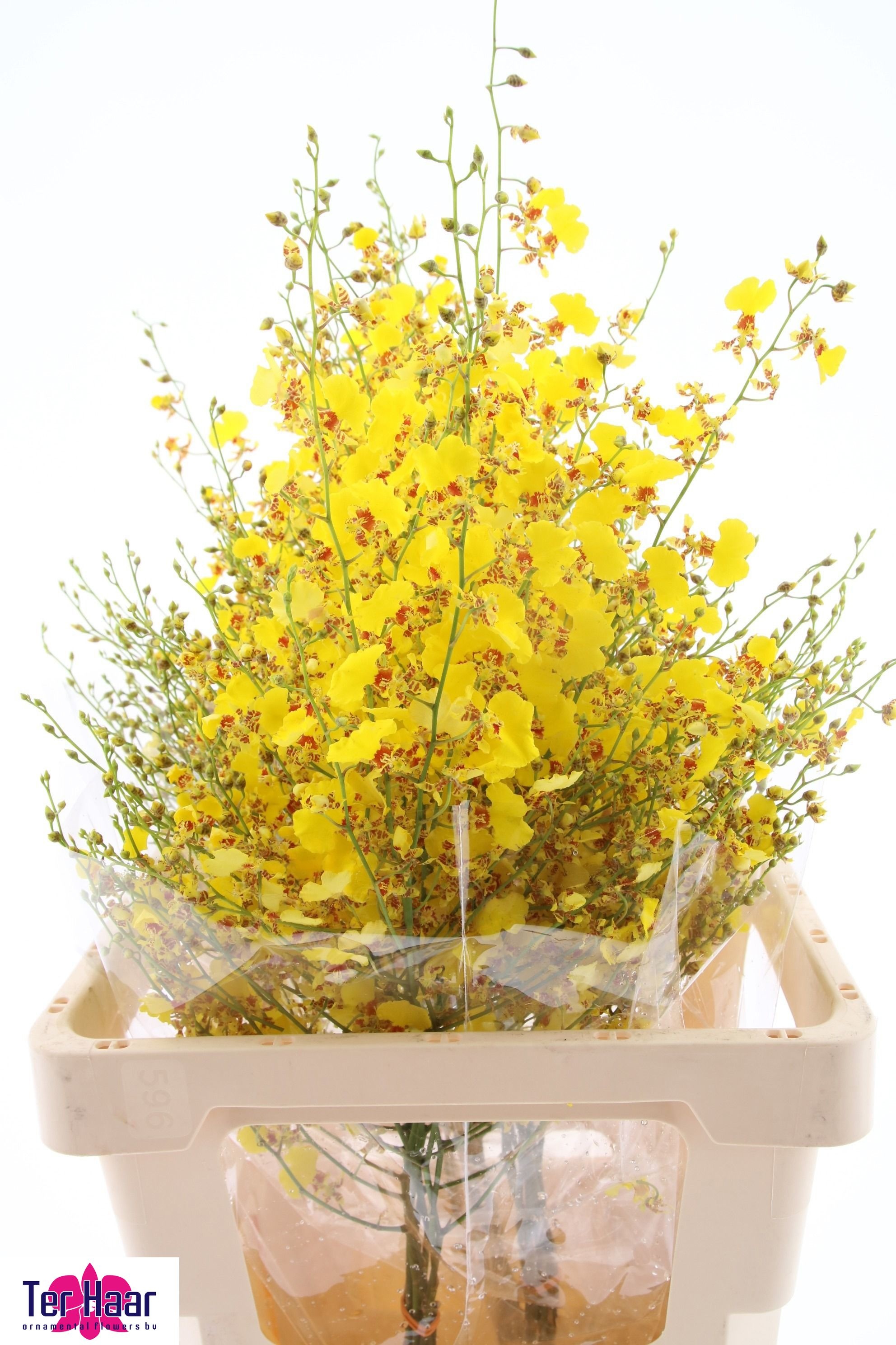 Oncidium