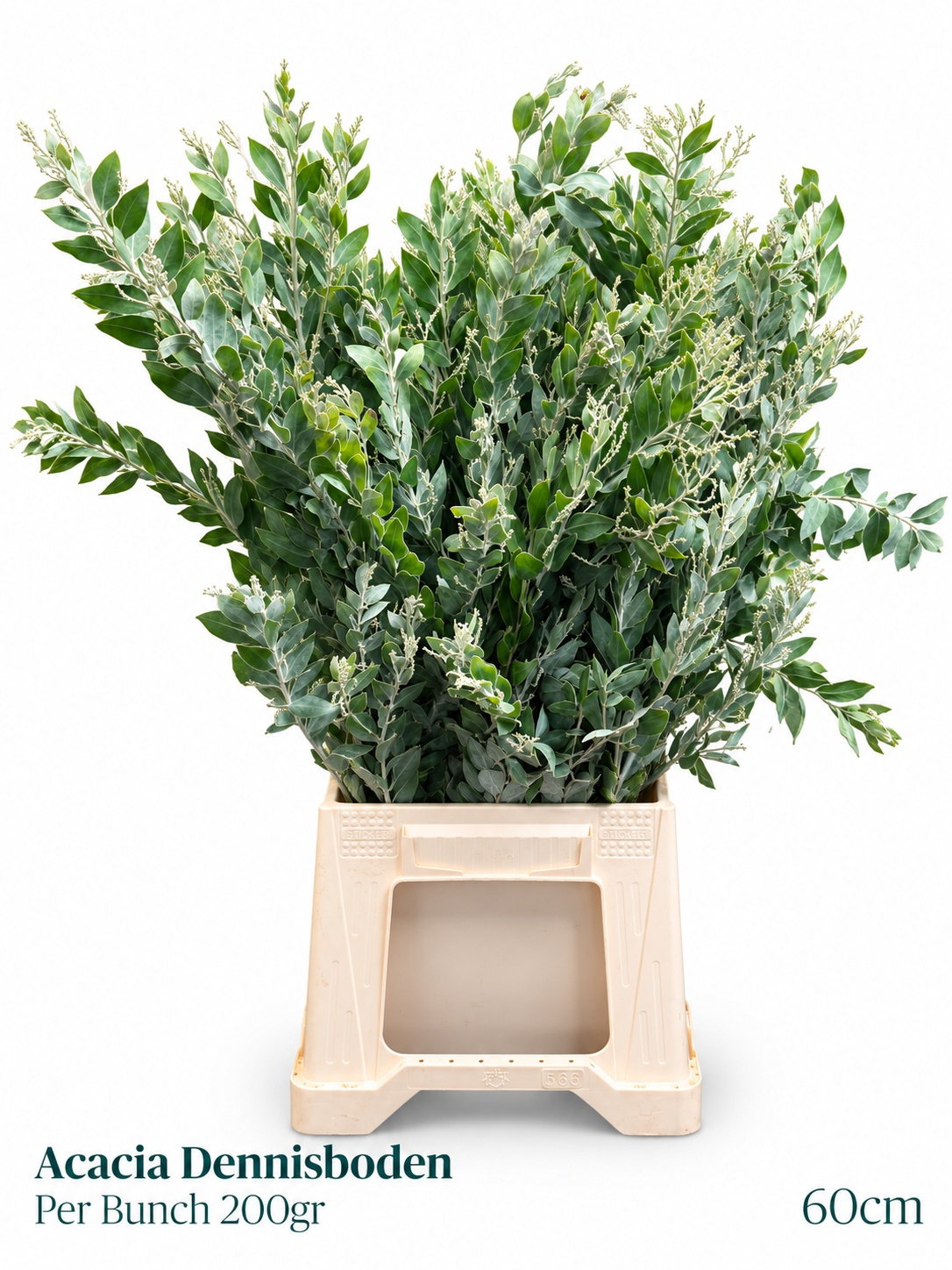 Acacia Dealbata Bs 200gram 23bloei