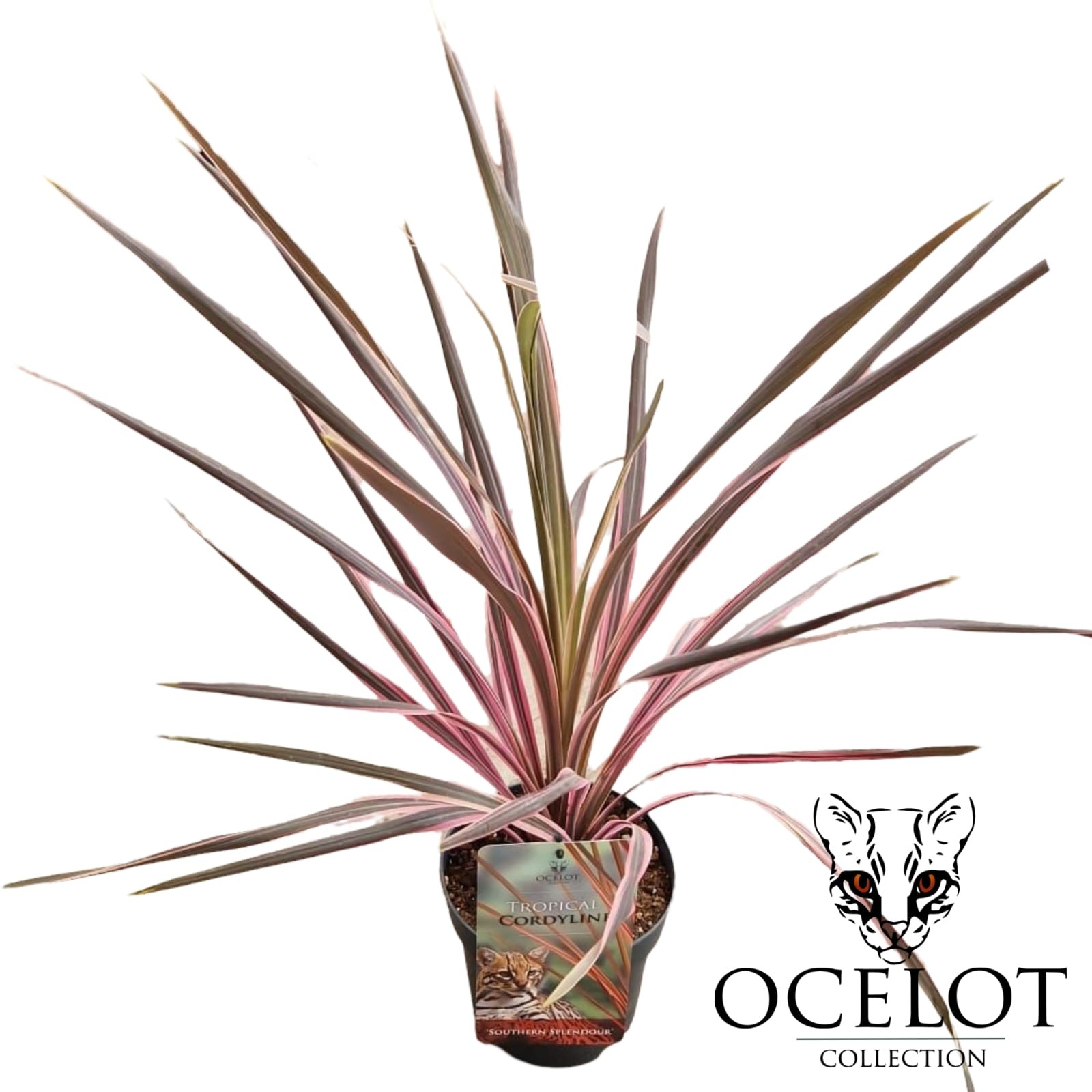 Picture of Cordyline australis 'Southern Splendour'