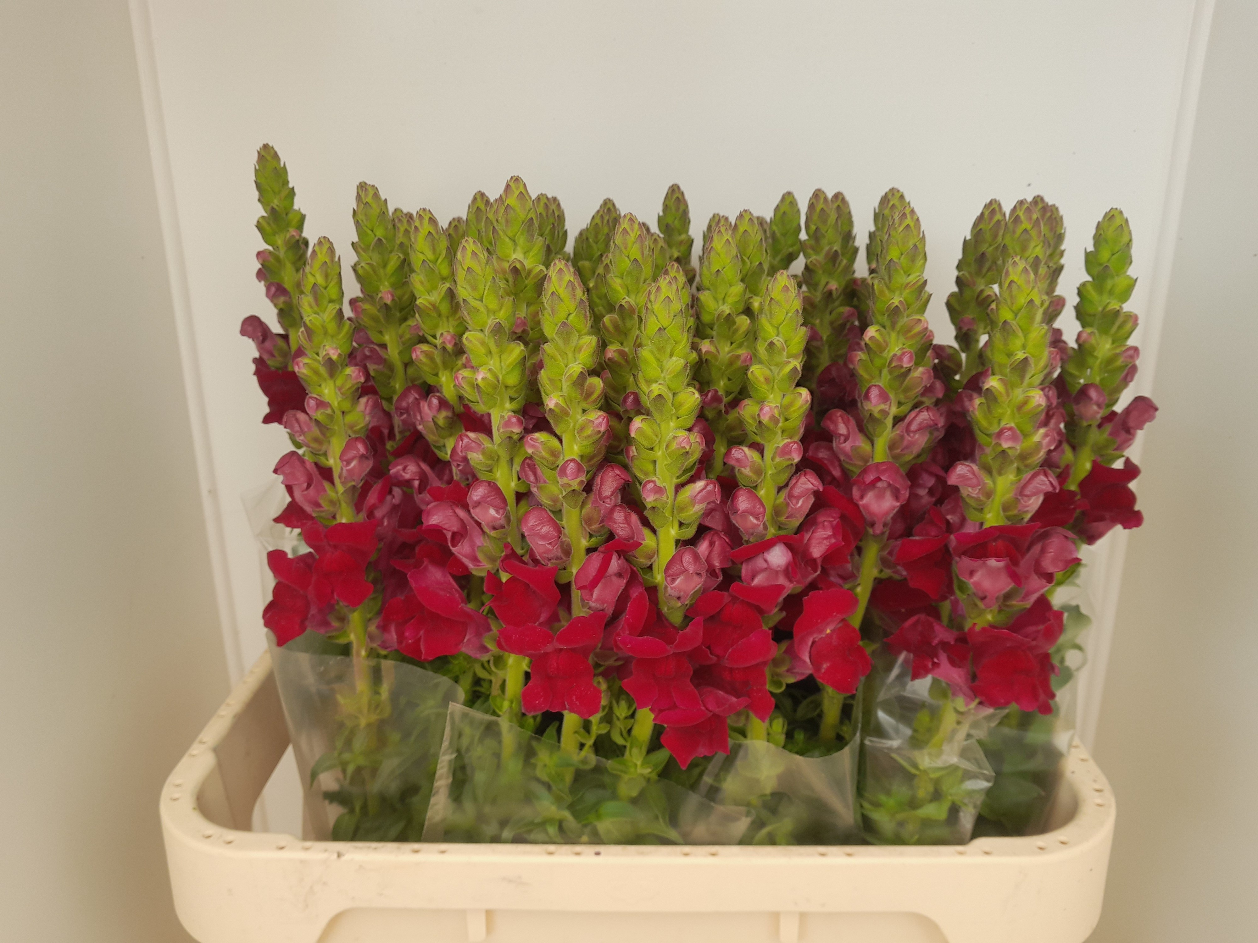 Antirrhinum Poto Red 80cm