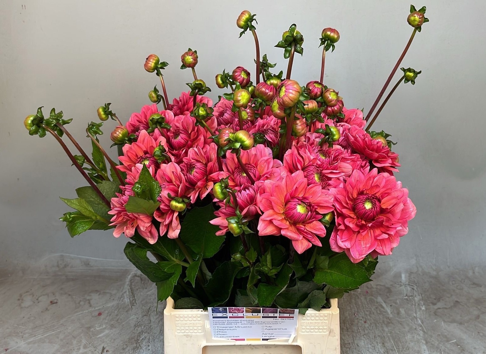 Dahlia Sal Runner 50cm