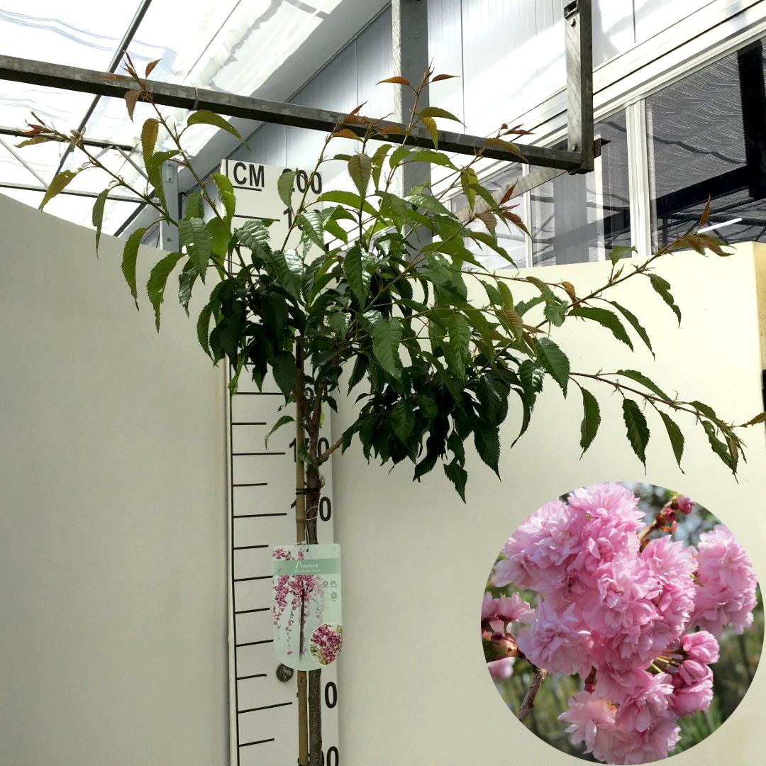 Picture of Prunus Kiku-shidare-zakura P29 (10 Ltr) 150/STD