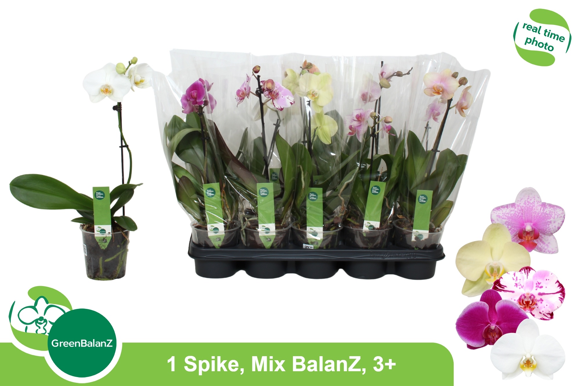 Phal Gem 12P 40H 1TAK 3bloem 23bloei