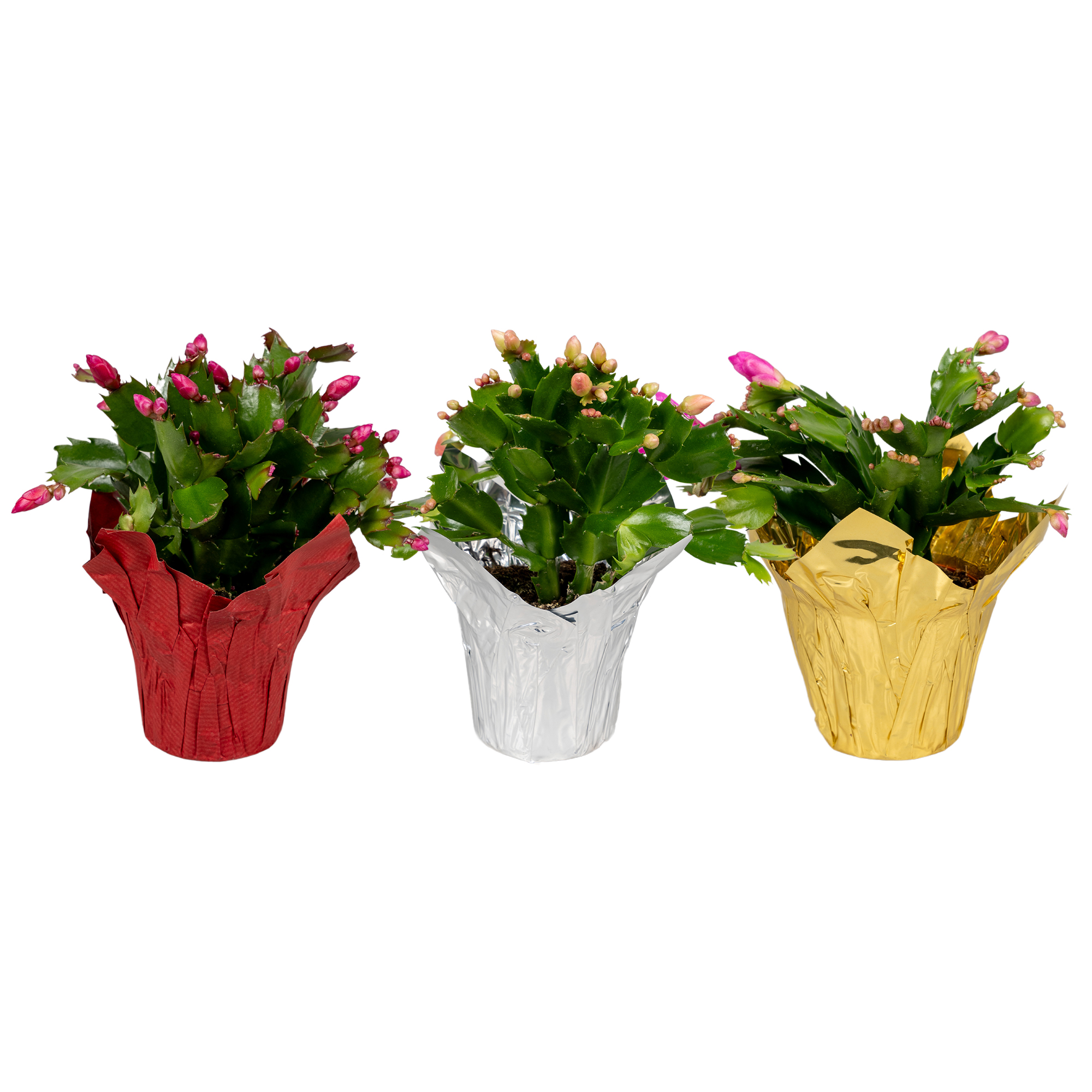 Picture of Schlumbergera truncata 3 colour wrap mix P9 25CM