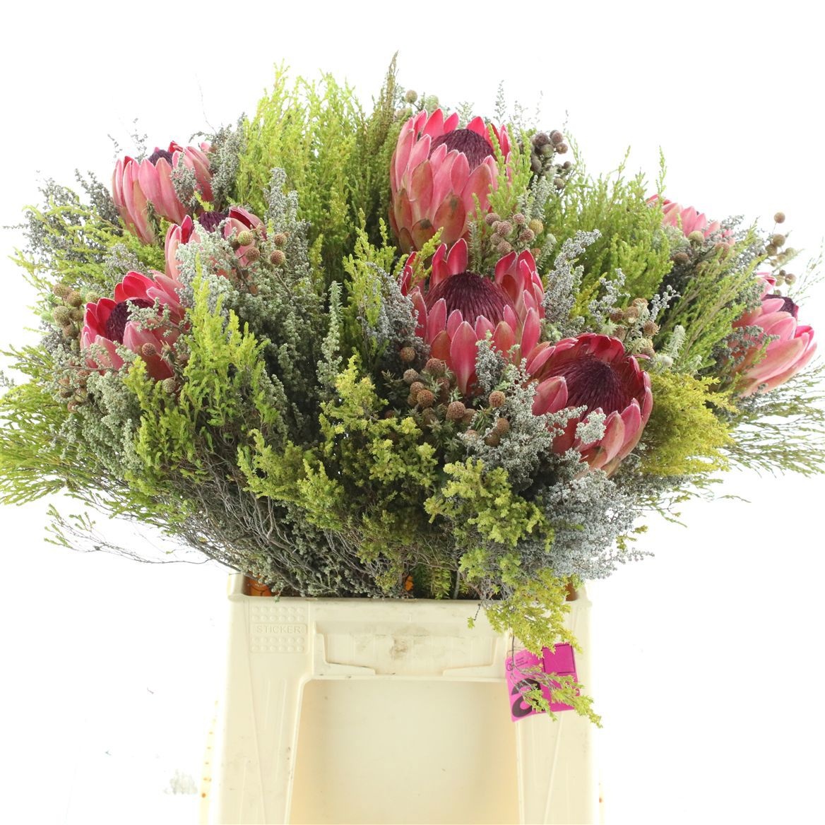 Protea Bouquet Per Bunch 50cm