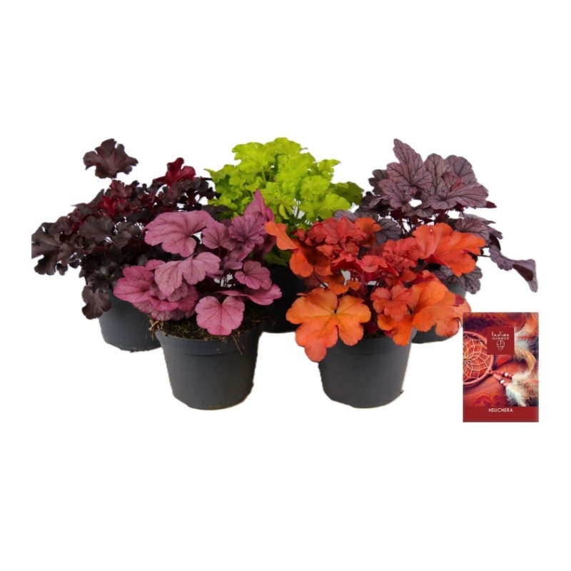 Heuchera Indian Summer Mixlaag