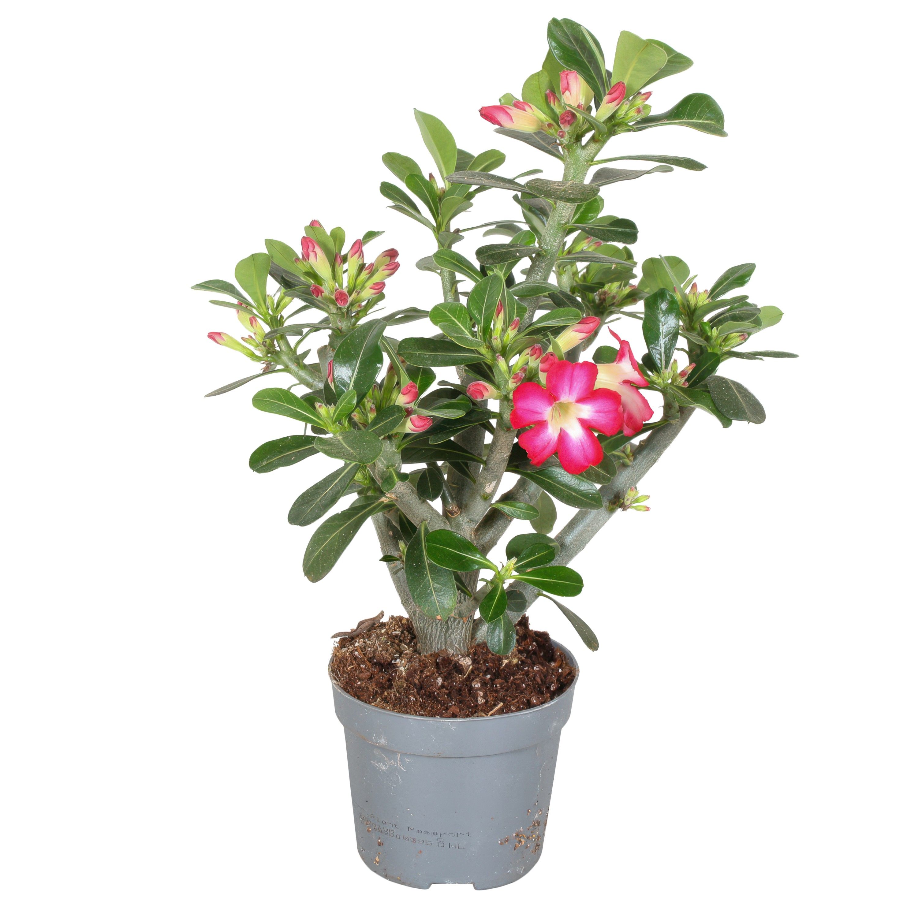 Adenium obesum 'Anouk' | Hamiplant
