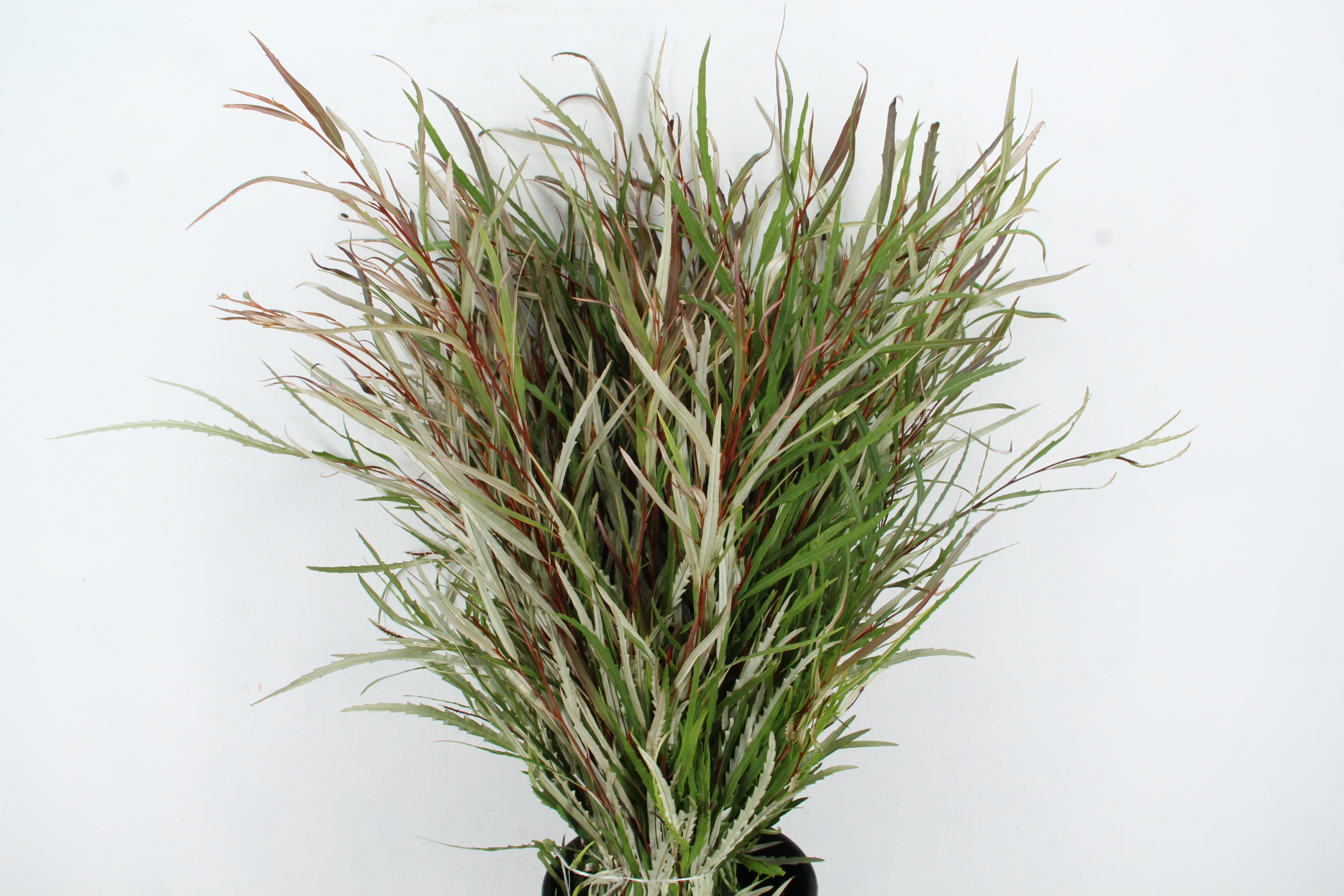 Grevi Aspleniifolia 70L.cm