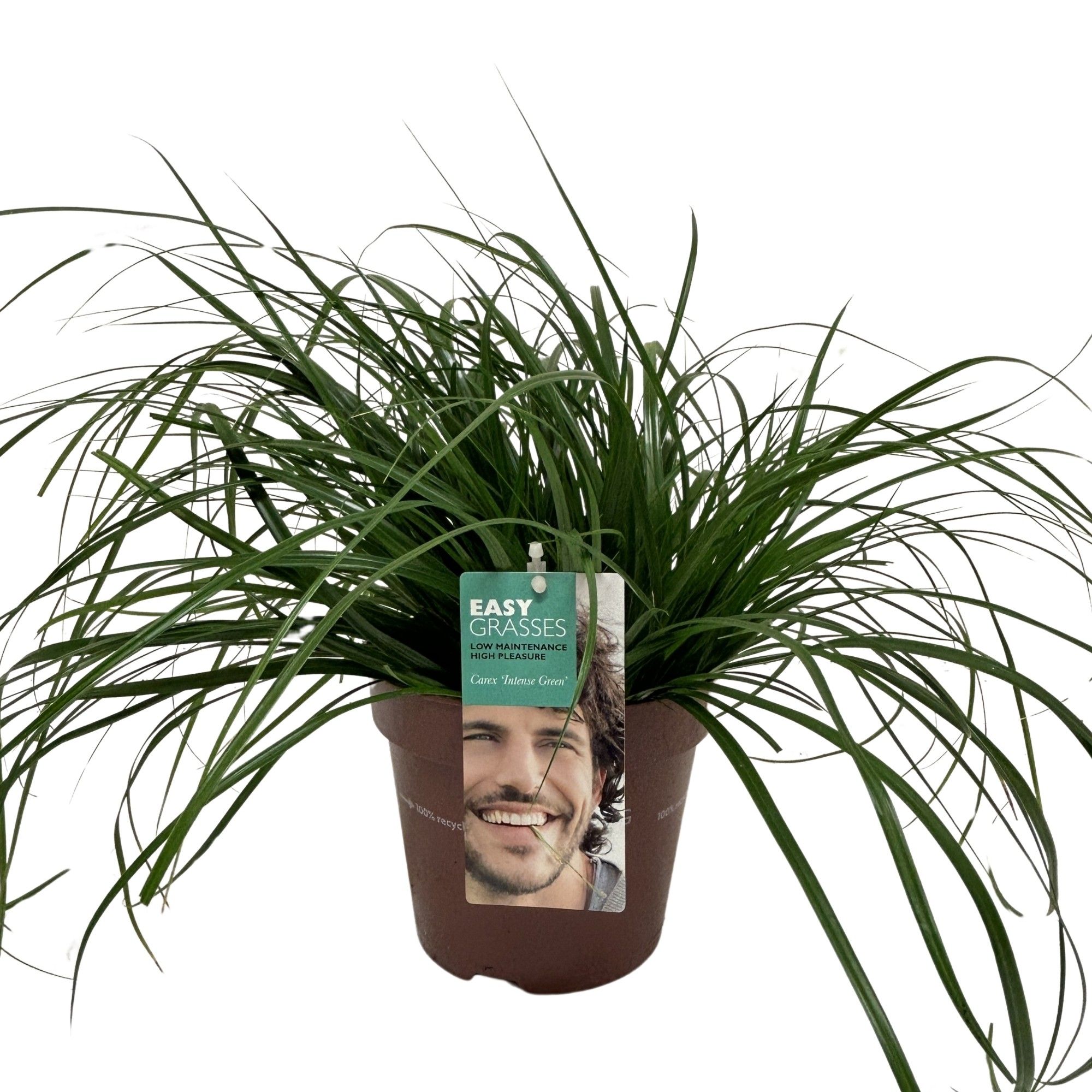 Picture of Carex oshimensis Intense Green