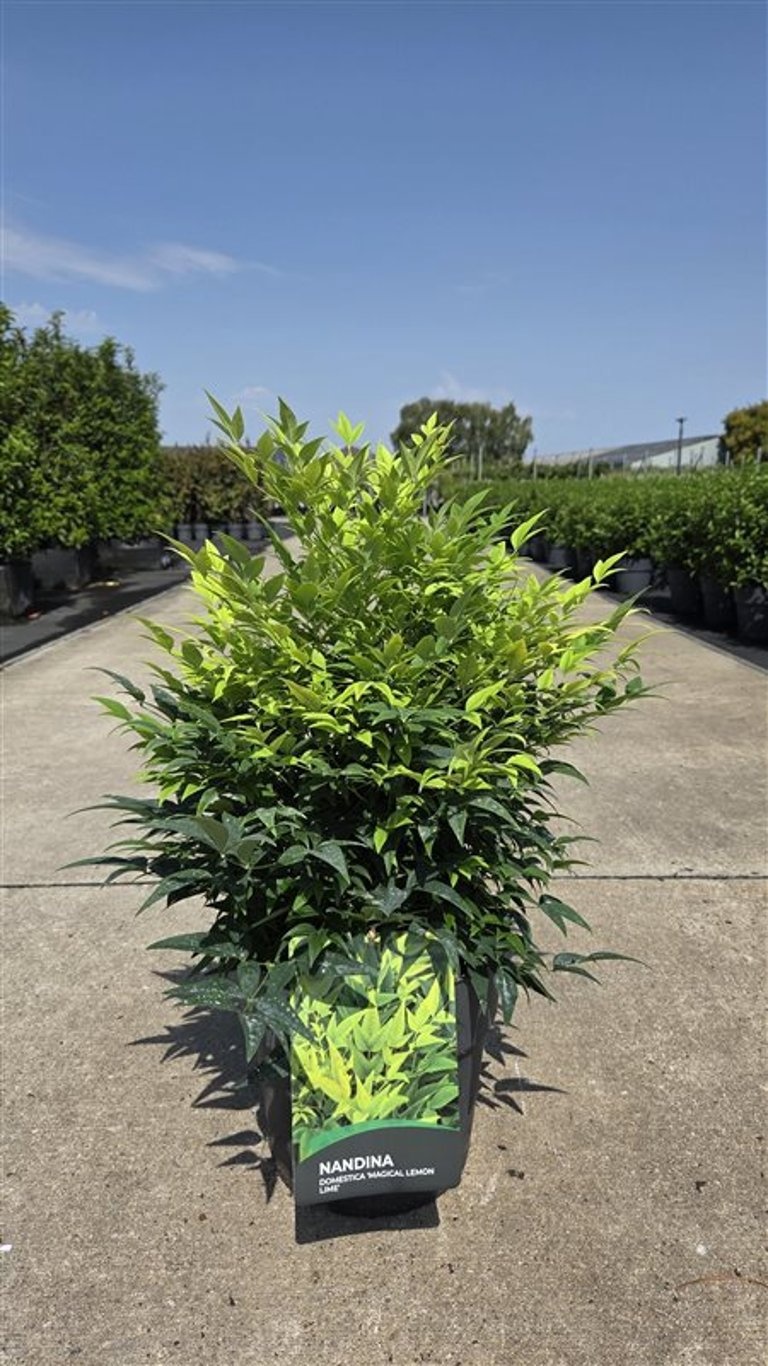 Nandina dom. Lemon Lime