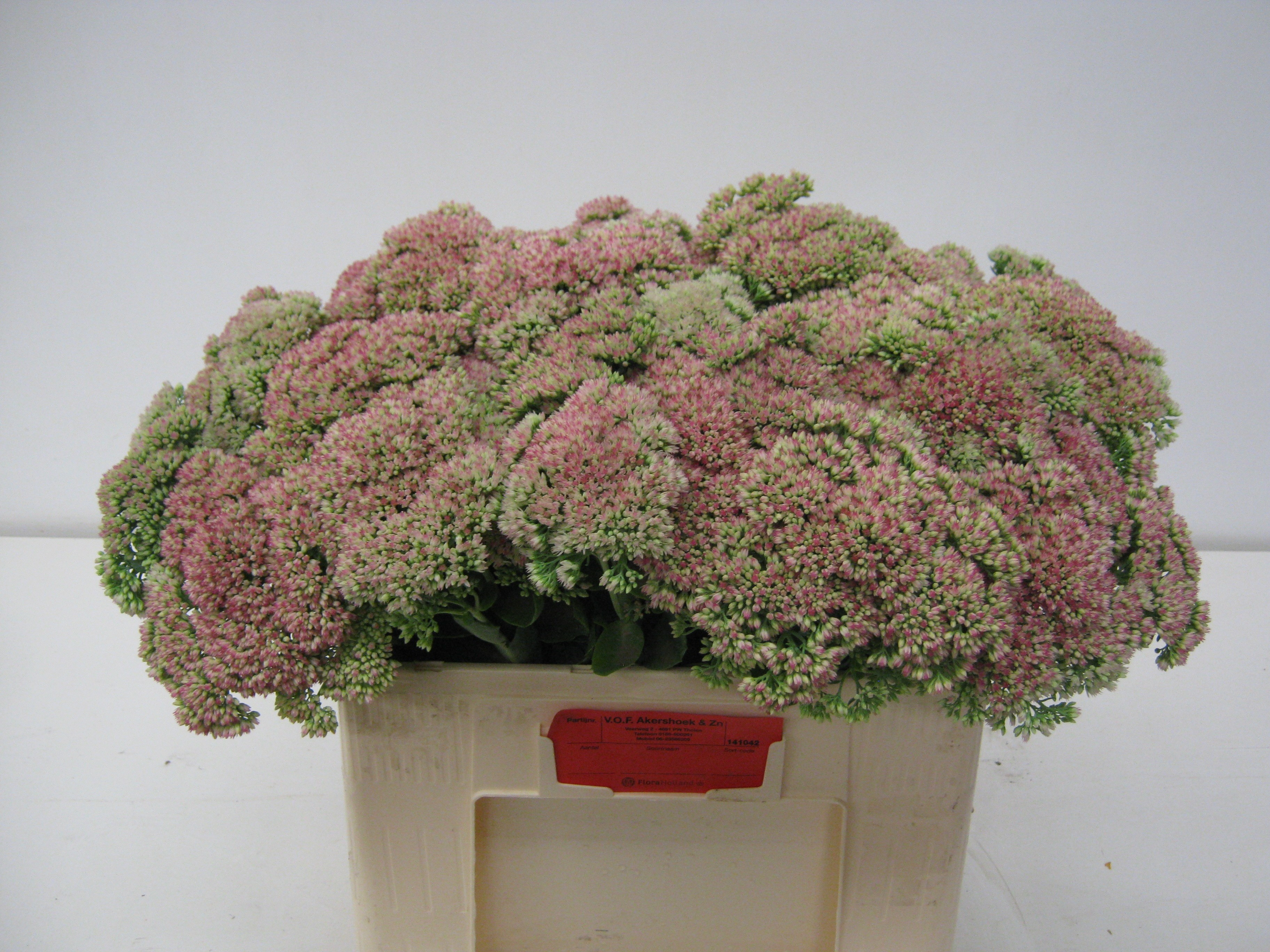 Sedum Spectabile