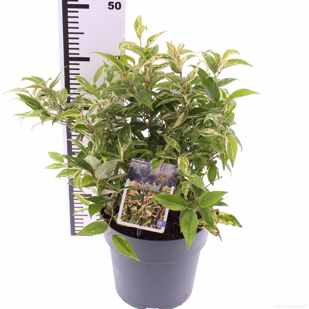 Picture of Leucothoe fontanesiana 'Makiejaz'