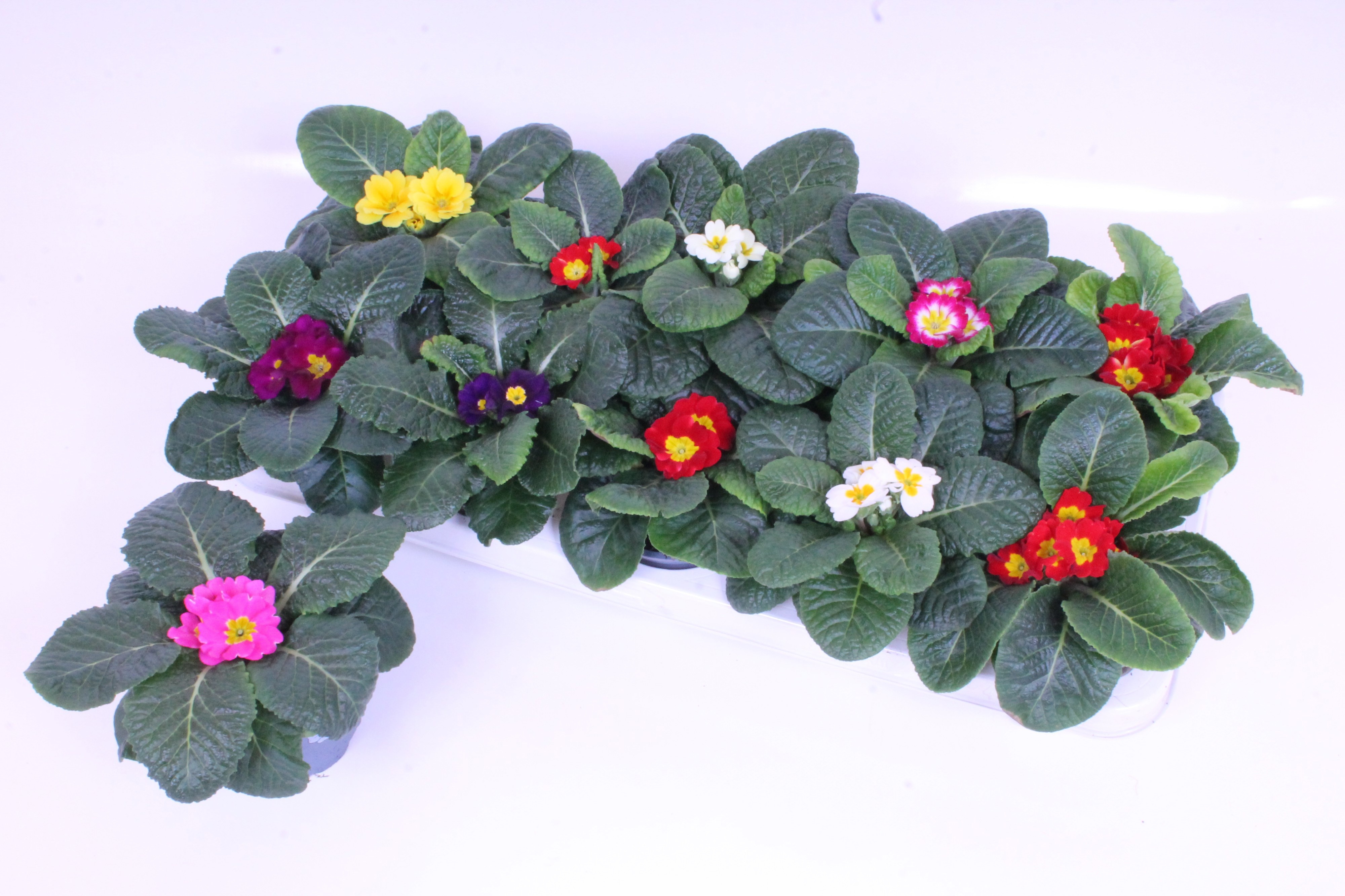 Prim Acaulis Gemengd 510P 15H 3bloem