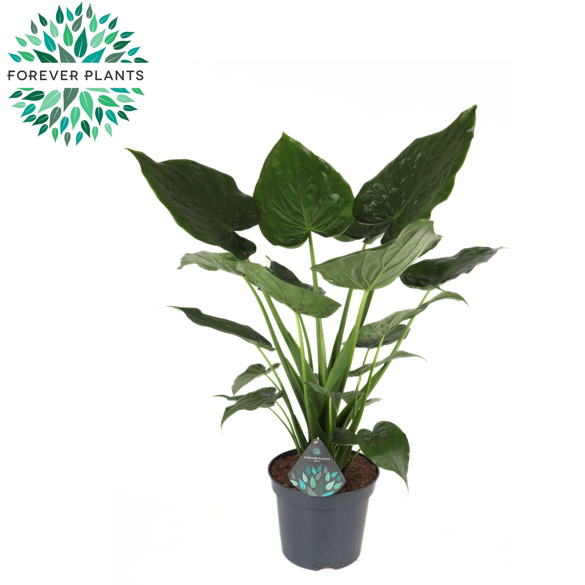 Picture of Alocasia Cucullata XXL P35 110cm