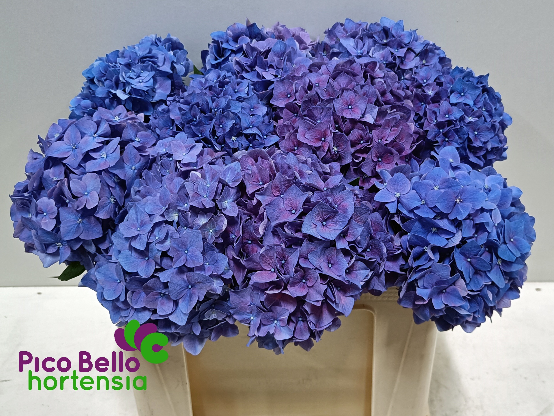 Hydrangea Rodeo Purple 50cm 15Ø