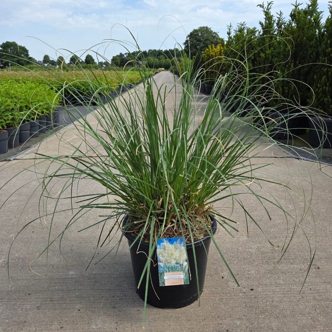 Cortaderia selloana 'Sunningd. Silver'