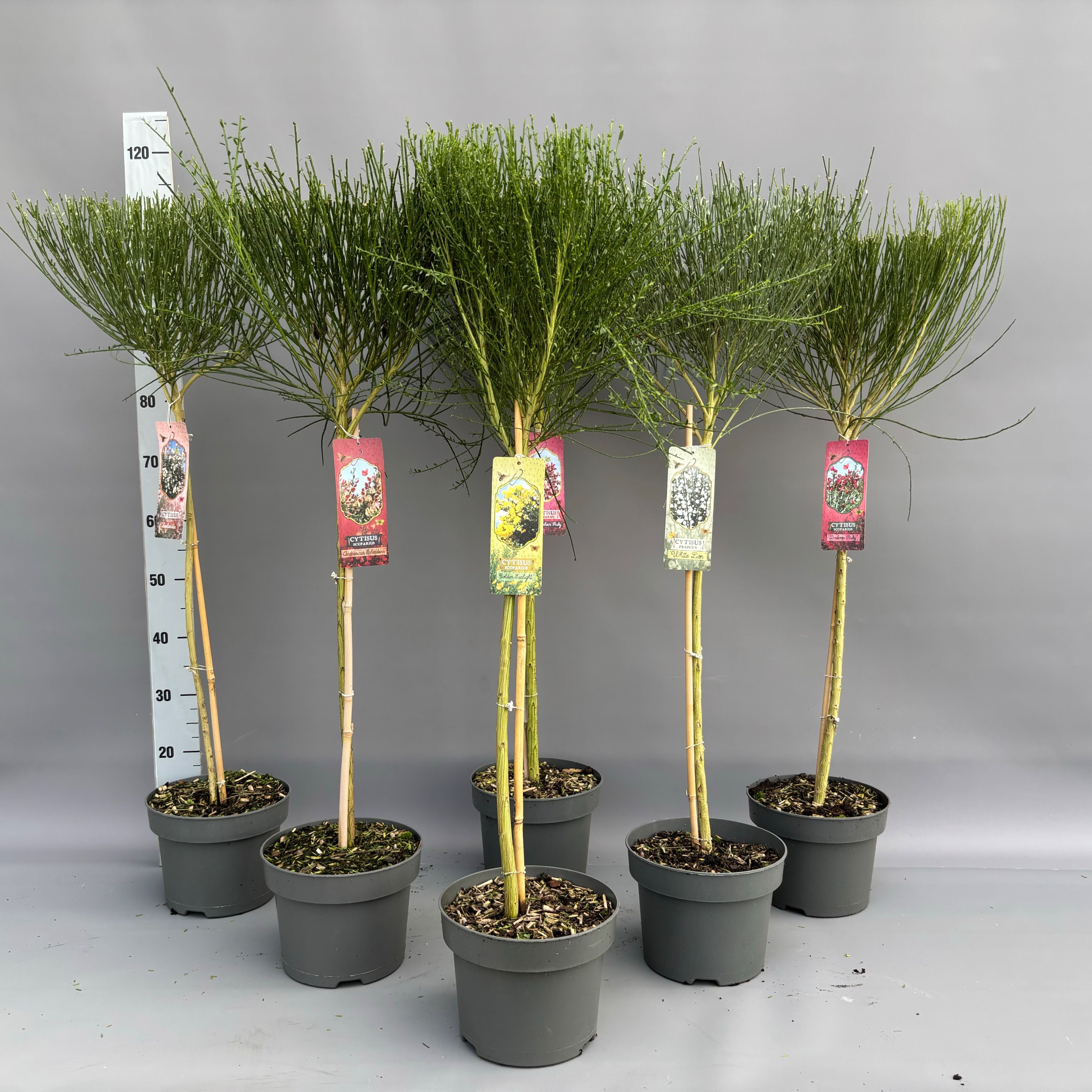 Cytisus in soorten stam