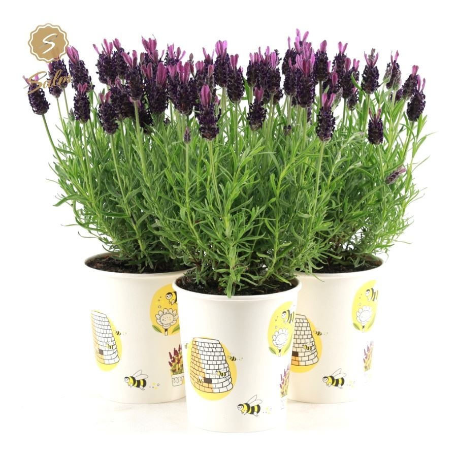 Picture of Lavandula st. 'Anouk'® Collection P12 in Cup Bee