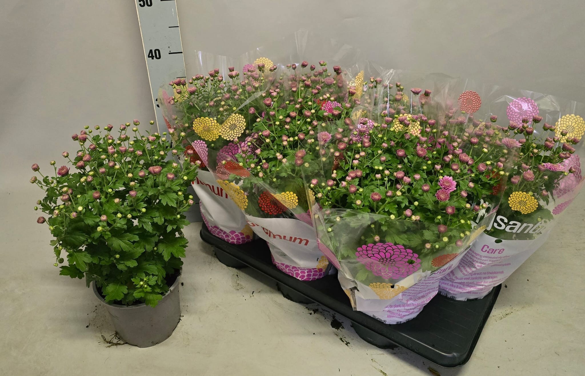 Chrys Garden Mums Gm 15P 35H 22bloei