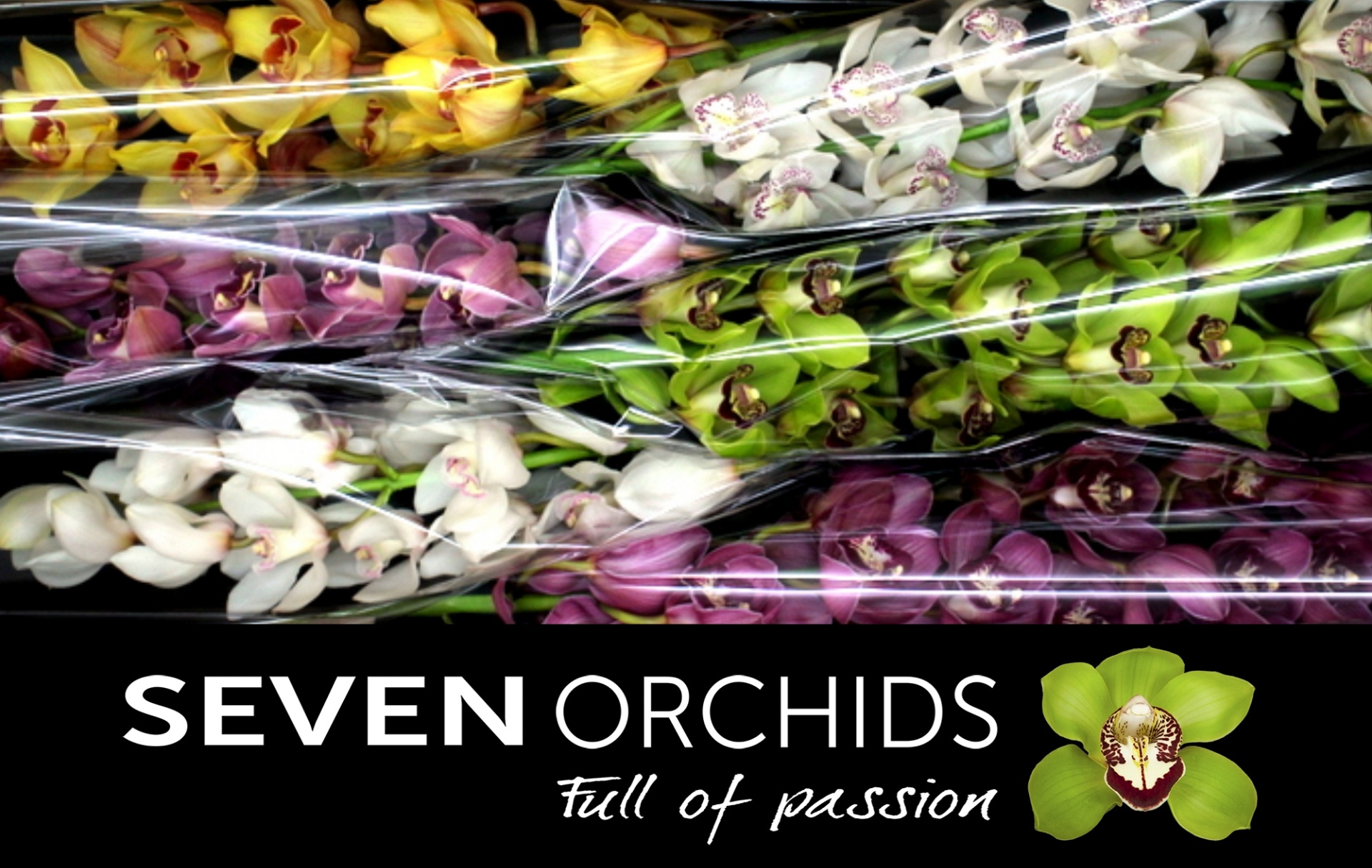 Cymbidium Asst 13bl