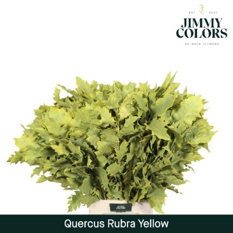 Quercus Rubra L60 Yellow