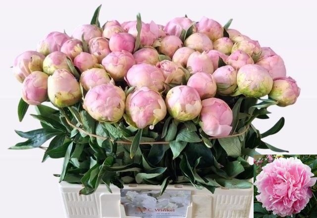 Paeonia Dinner Plate 60cm