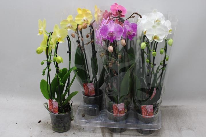 Phal El Cascade 12P 45H 2TAK 16bloem 23bloei
