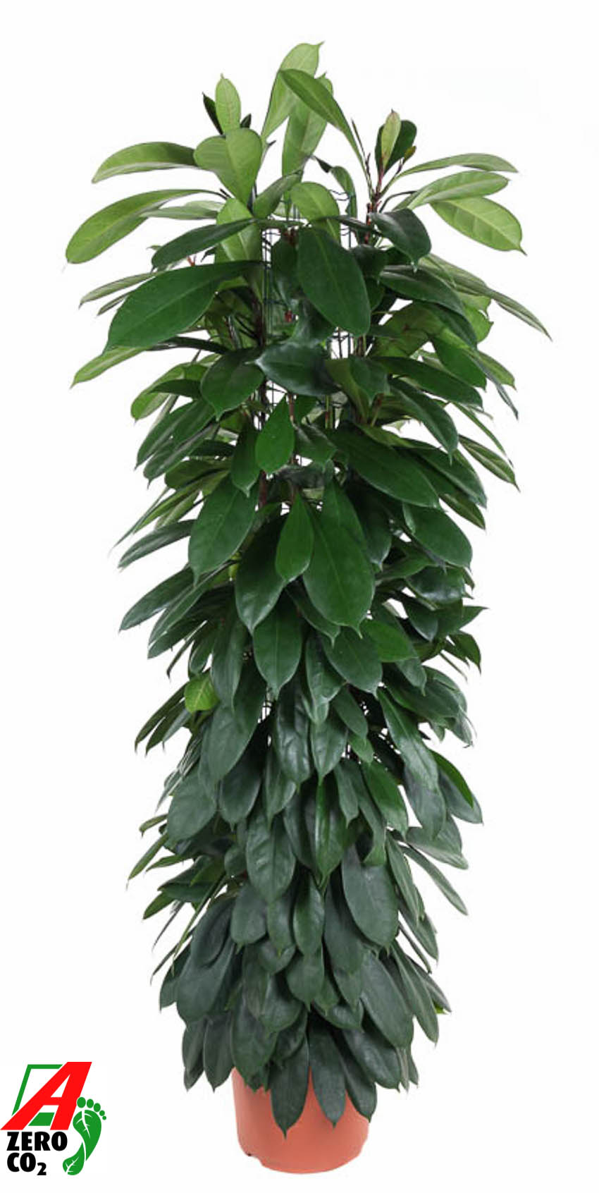 Picture of Ficus Cyatistipula column P29 150CM (LOOSE)