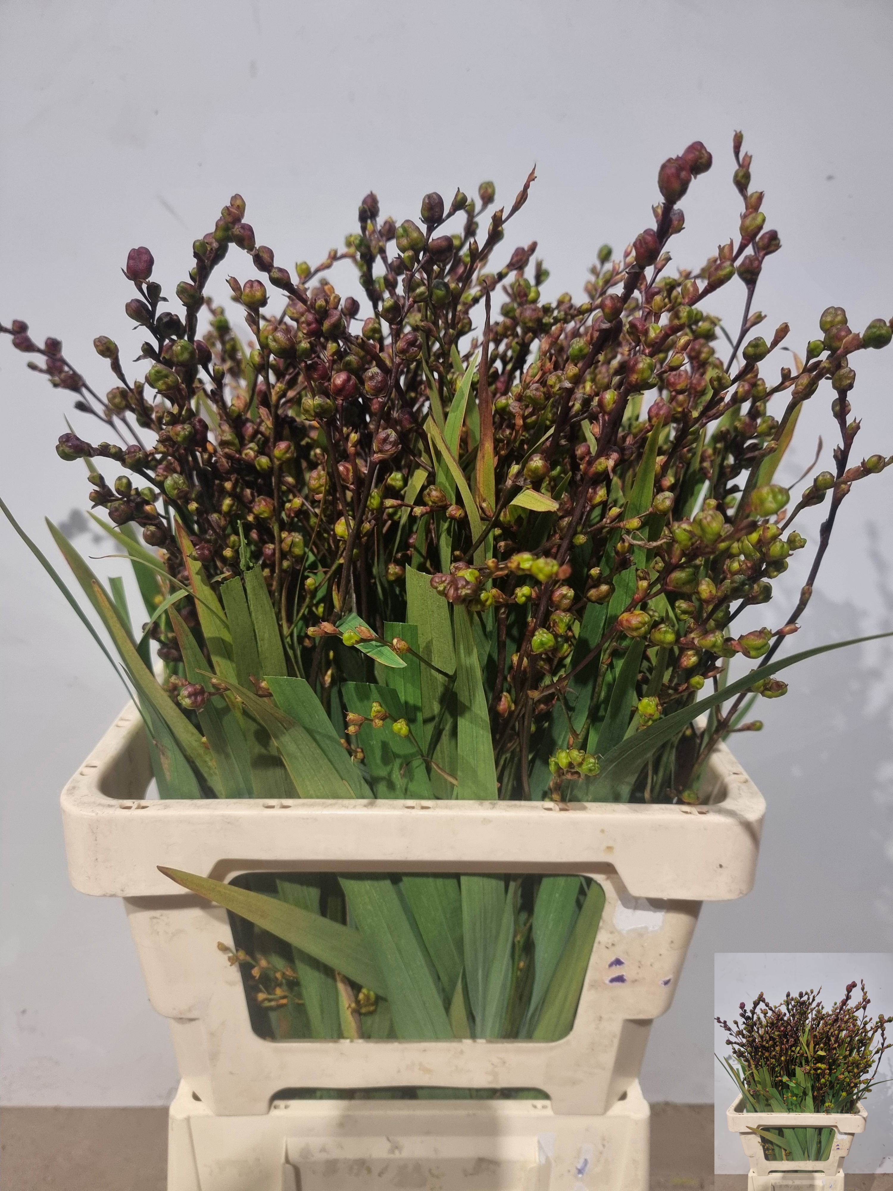 Crocosmia Berry Carmine 70cm