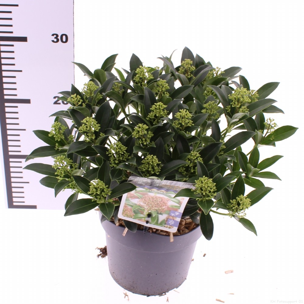 Picture of Skimmia jap. Marlot' P17 (2 Ltr)